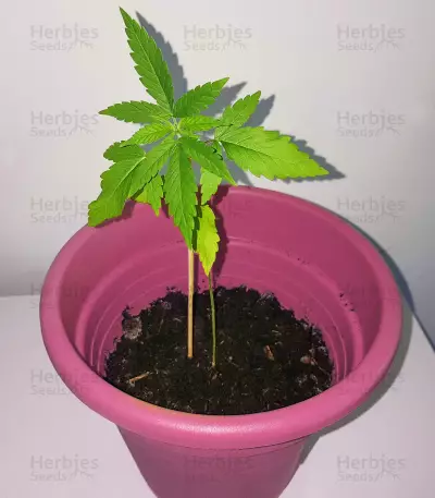 Amnesia Mac Ganja strain