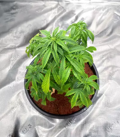 Apple Strudel Auto feminisierte Samen (Fast Buds)