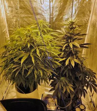 Arjan's Ultra Haze #1 (GHS) Cannabis-Samen