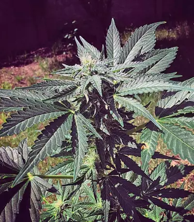 Auto Acid strain