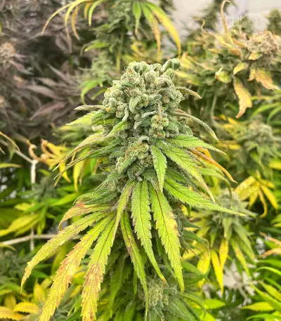Blue Sunset Sherbert feminisierte Samen (Barney's Farm)