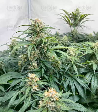Blue Zushi feminisierte Samen (Original Sensible Seeds)