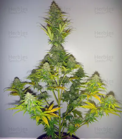 Candy Kush Auto (Auto Seeds) Cannabis-Samen