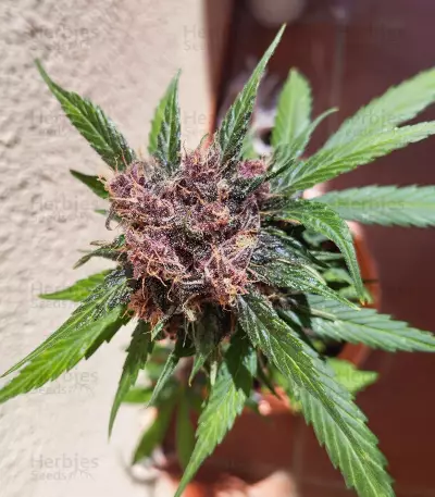 Dark Lemonade Auto feminisierte Samen (Delicious Seeds)