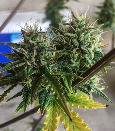 Girl Scout Cookies Auto (Auto Seeds) Cannabis-Samen