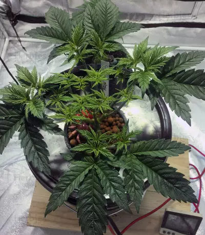 Gorilla Breath (Humboldt Seeds Organization) Cannabis-Samen