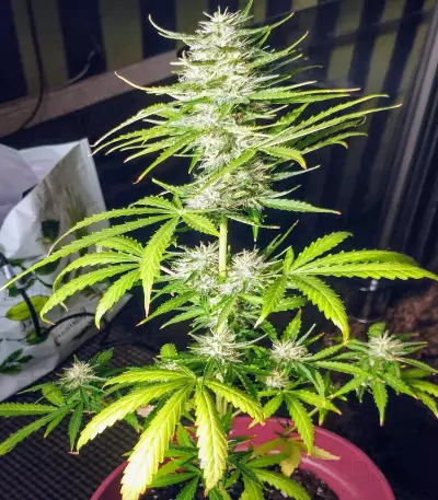 NLX Diamond Auto (Kera Seeds) Cannabis-Samen