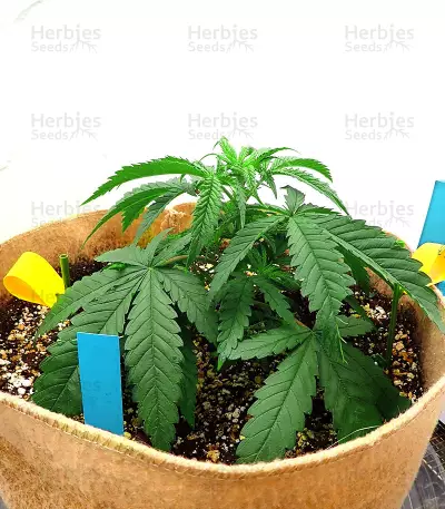 North Thunderfuck (RQS) Cannabis-Samen