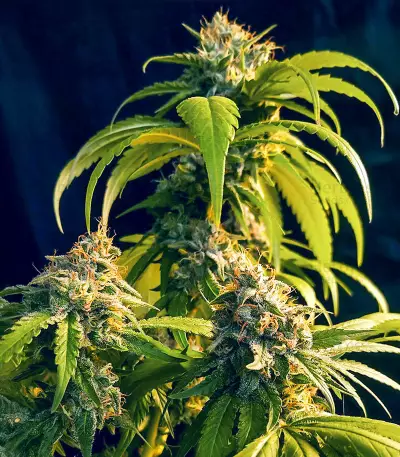 OG Kush Fast Version feminisierte Samen (EGS)