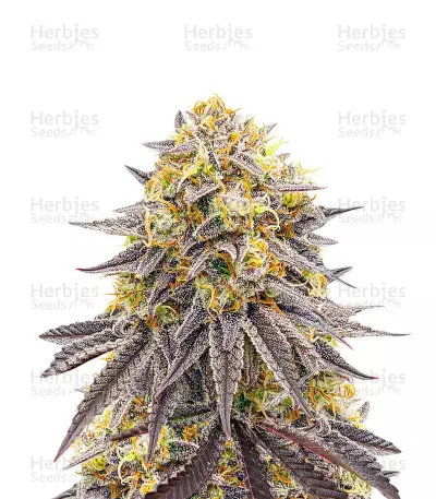 Punch Cookies feminisierte Samen (AlphaFem Seeds)