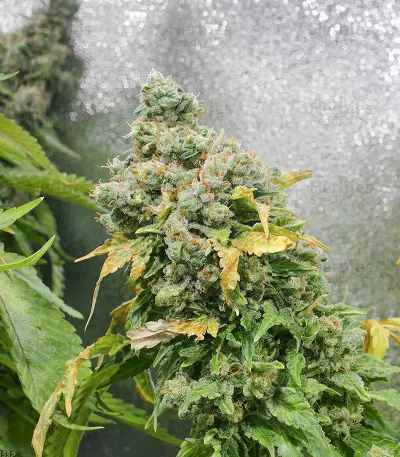 Purple Haze 1 (Positronics Seeds) Cannabis-Samen