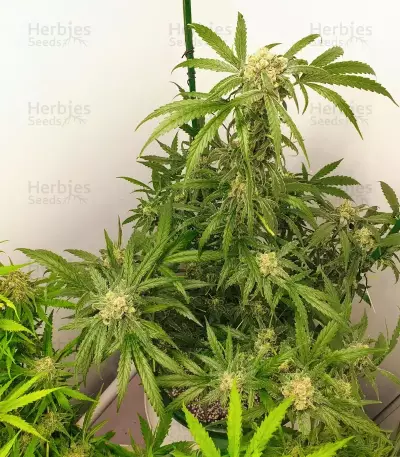 1-800-Cinderella-99 Autoflower feminisierte Samen (Seedkeepers)