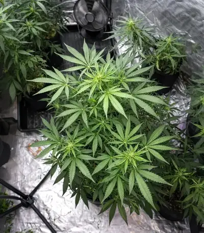 Auto Bubble Gum XXL (00 Seeds)