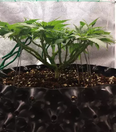 Big Bud (Seedstockers) Cannabis-Samen