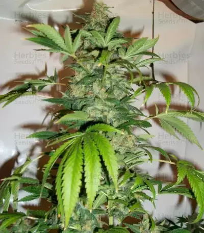 Black Russian (Delicious Seeds) Cannabis-Samen