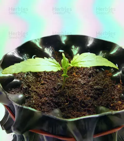 Buddha Medikit Auto CBD (Buddha Seeds) Cannabis-Samen