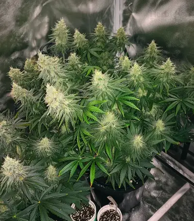 California Orange Cheese (Big Buddha Seeds) Cannabis-Samen