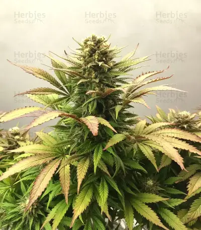 Caramella Auto (Expert Seeds)