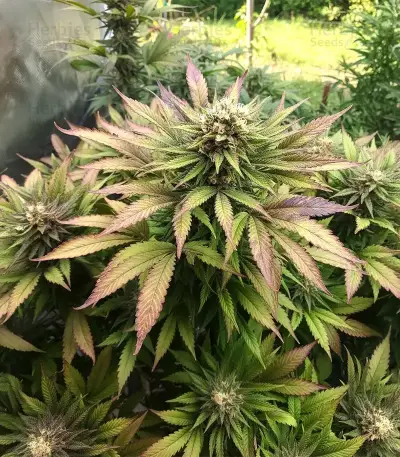 Caramella Auto (Expert Seeds)