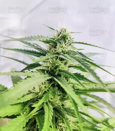 Cinderella 99 feminisierte Samen (Brothers Grimm Seeds)