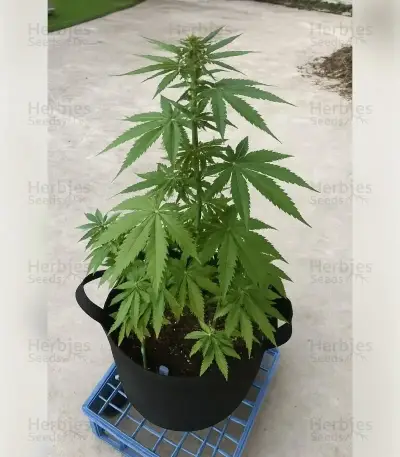 Future #1 (Blimburn Seeds)