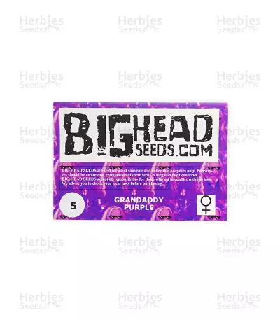 Grandaddy Purple (Big Head Seeds) Cannabis-Samen