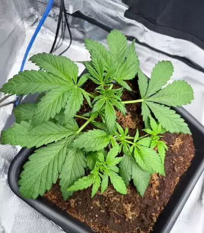 HubbaBubbaHaze Auto feminisierte Samen (Mephisto Genetics)