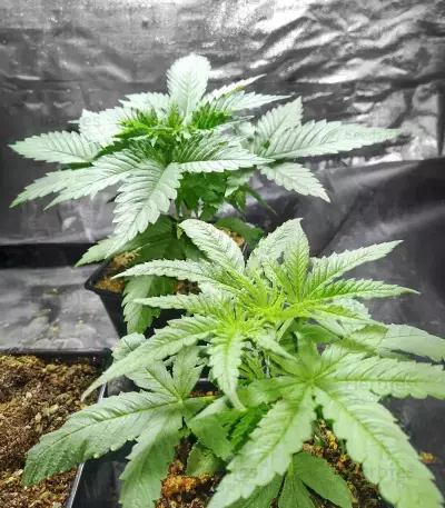 Humboldt Headband feminisierte Samen (Humboldt Seed Company)