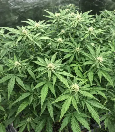 Hybrid X (Cream of the Crop Seeds) Cannabis-Samen