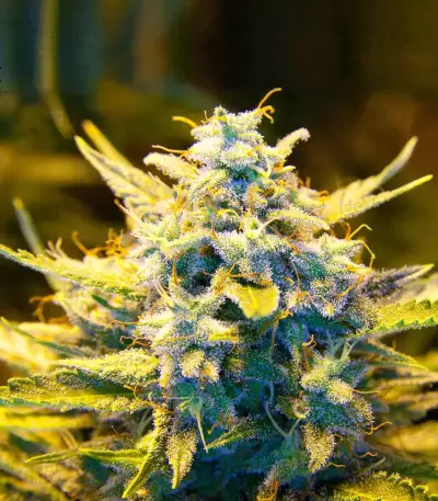 Malawi (Ace Seeds) Cannabis-Samen
