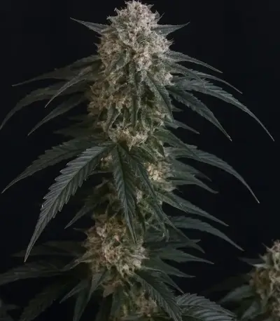Mango Frost Auto (Fast Buds)