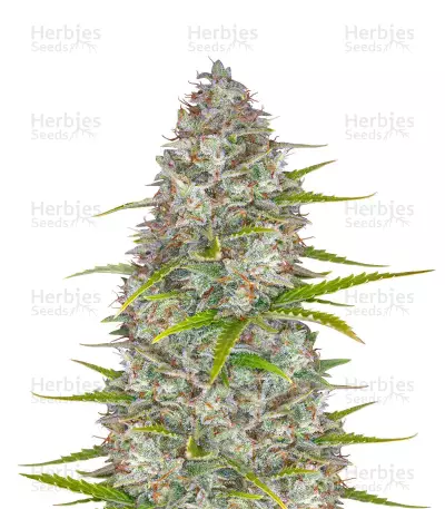 Orange Sherbet Auto feminisierte Samen (Fast Buds)