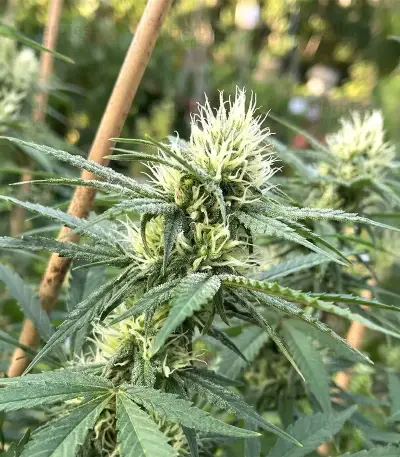 Psychotropic Mass (Critical Mass Collective Seeds) Cannabis-Samen