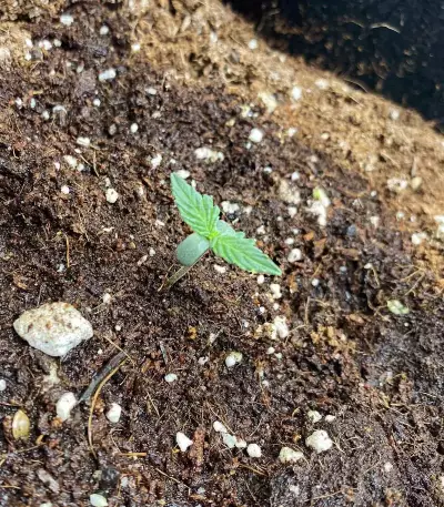 Purple Juice Auto feminisierte Samen (Herbies Seeds)