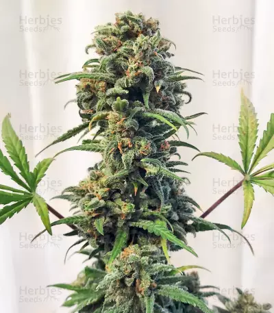 Trainwreck Fast Version feminisierte Samen (Seedkeepers)