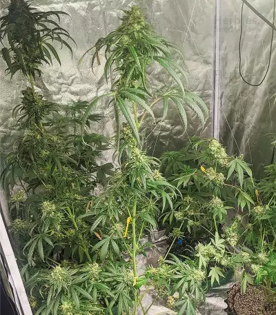 Wedding Cake x Triple OG (Vision Seeds) Cannabis-Samen