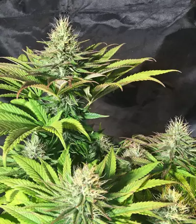 Tatanka Pure CBD feminisiertes Saatgut (RQS)
