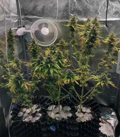 Ayahuasca Purple (Barney's Farm) Cannabis-Samen
