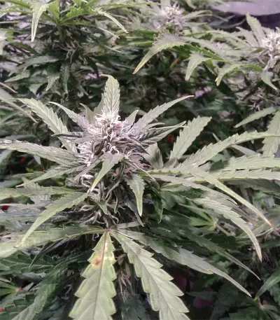 AK-48 Automatic (Nirvana Seeds) Cannabis-Samen