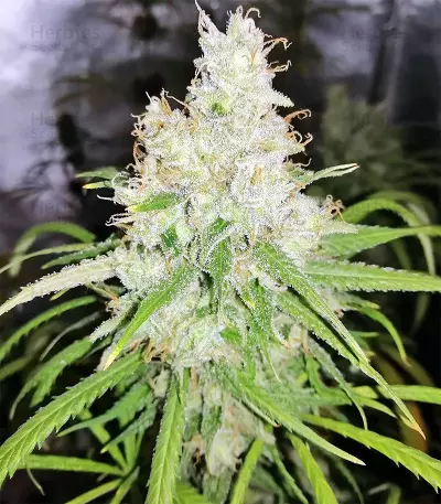Amnesia (Seedstockers) Cannabis-Samen