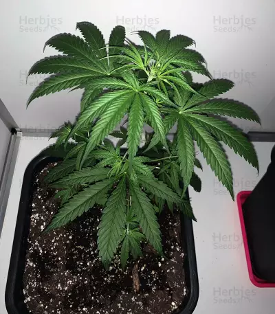 Big Stilton Auto (Big Head Seeds) Cannabis-Samen