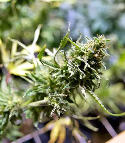Black Destroyer (Original Sensible Seeds) Cannabis-Samen