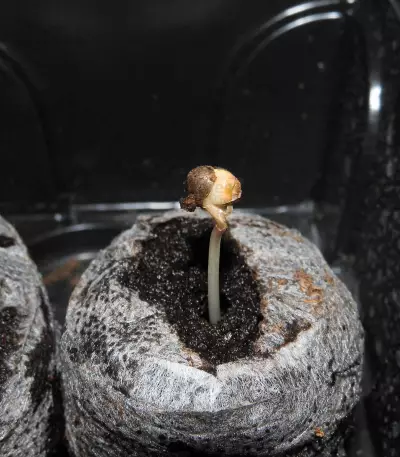Brain Cake (Ripper Seeds) Cannabis-Samen