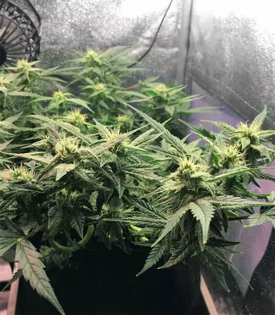 Bubble Bud (Blackskull Seeds) Cannabis-Samen