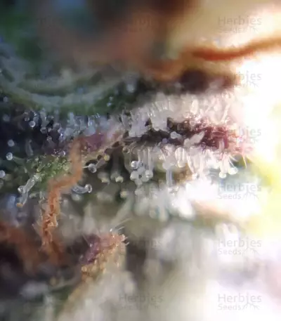 Bubblegum (T.H. Seeds) Cannabis-Samen