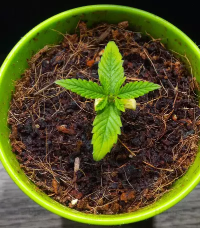 Dinamed CBD Plus (Dinafem Seeds) Cannabis-Samen