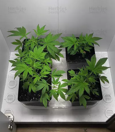 Dinamed CBD Plus (Dinafem Seeds) Cannabis-Samen