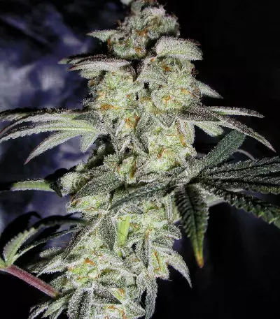 Do-Sweet-Dos (Sweet Seeds) Cannabis-Samen