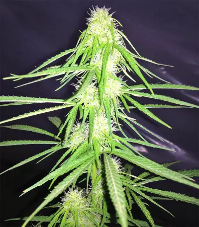 Durban Regular (CannaBioGen) Cannabis-Samen