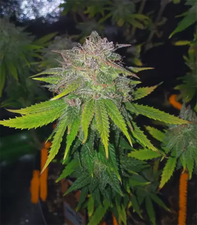 Gelato 41 (Seedstockers) Cannabis-Samen